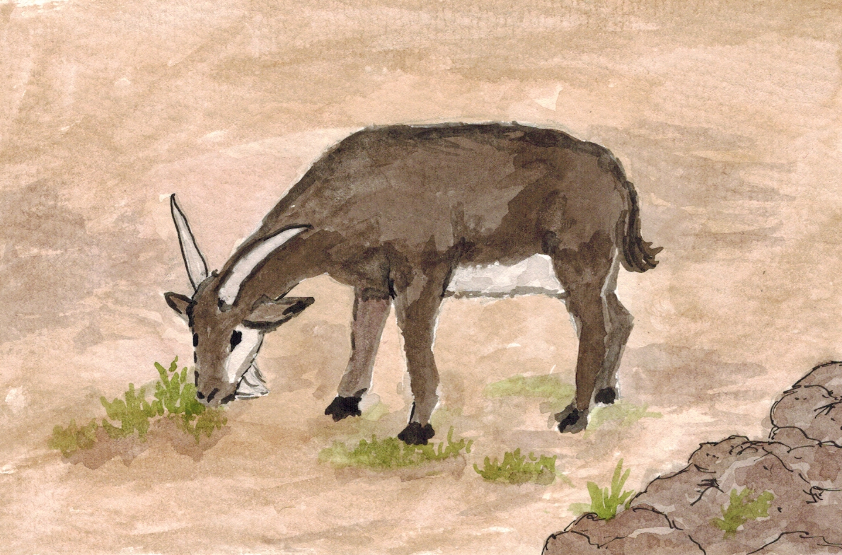 Lost Goat